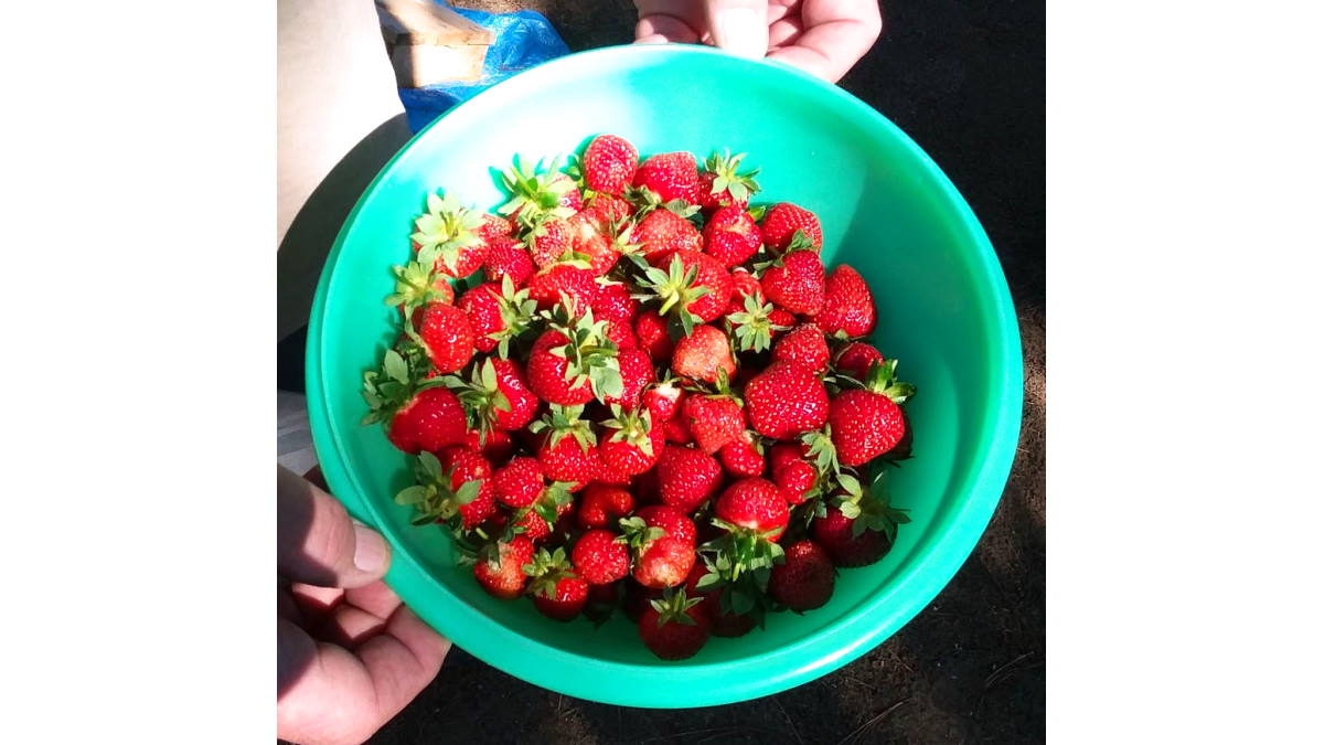 Strawberries 18 June 2019