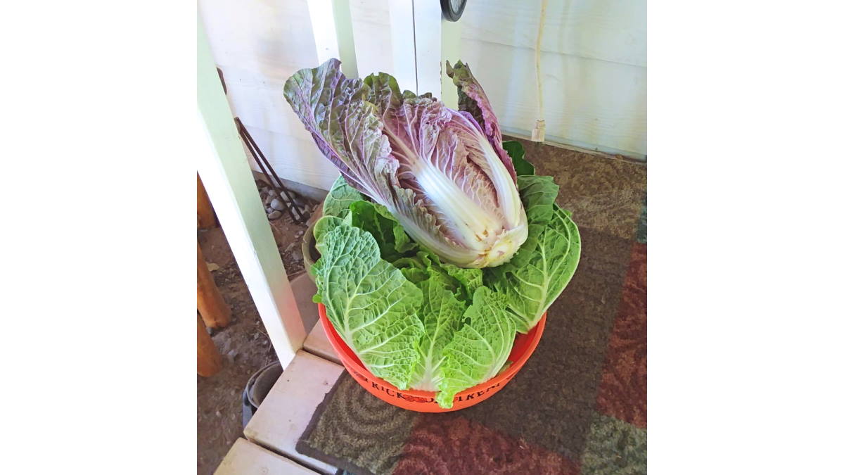 Cabbages 21 July 2019