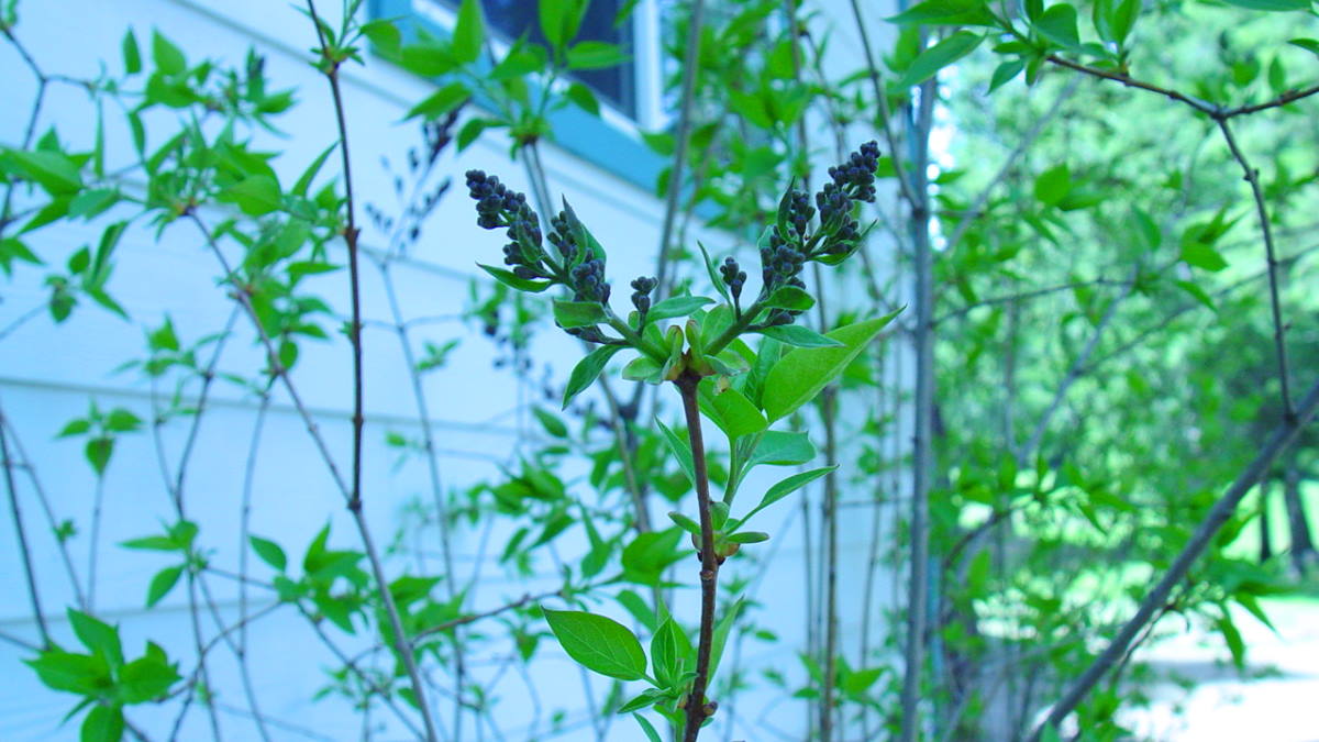 Teeny-weeny Lilac buds!