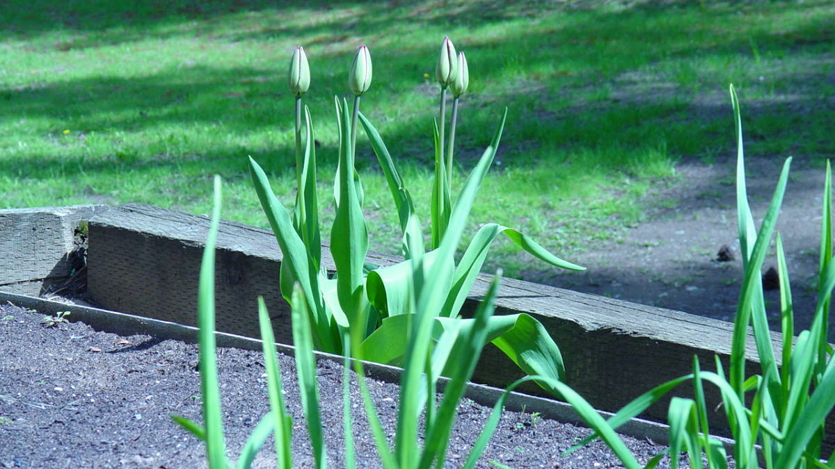Four tulips about to bloom