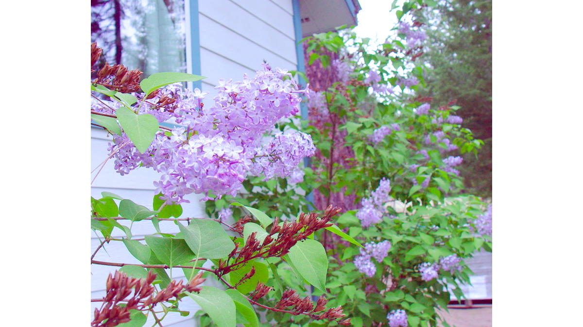 Lilacs by kitchen