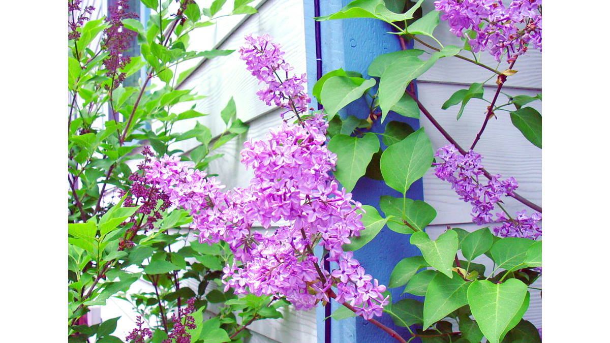 Lilacs by bedroom