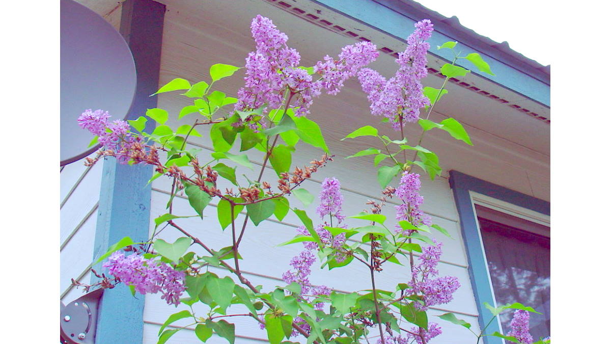 Lilacs by bedroom