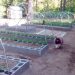 Sally and the kitchen garden bed area
