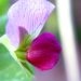 Side view of a purple pea blossom